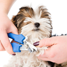 Dog nail trimming