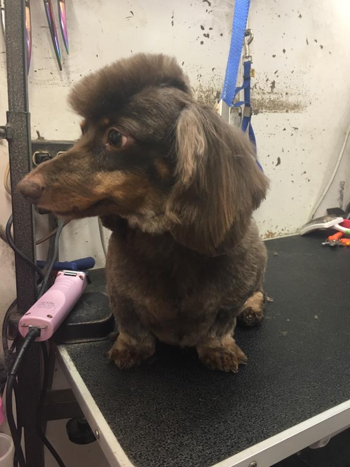 Dachshund groomed with a mohawk